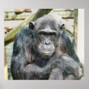 Search for chimpanzee posters Funny