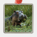 Search for hippo christmas tree decorations Africa