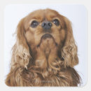 Search for cavalier king charles spaniel stickers Dogs