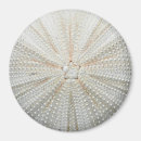 Search for sea urchin magnets Ocean