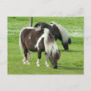 Search for shetland ponies postcards Cindy miller hopkins