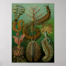 Search for vintage natural history posters Ernst haeckel