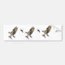 Search for raptor bumper stickers Animal