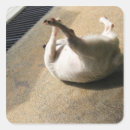 Search for flooring stickers Domestic animals