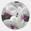 Search for orchids stickers Tropical