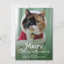 Search for garment cards Pampered pets