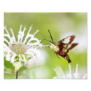 Search for clearwing Hummingbird