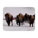 Search for moving image magnets Horizontal