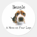 Search for nose stickers Beagle