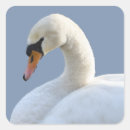 Search for mute swan stickers Wildlife
