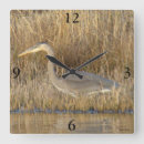 Search for herons Wading birds