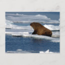 Search for arctic ocean Walrus