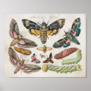 Search for moth art Blue