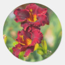 Search for daylily stickers Yellow