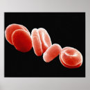 Search for circulatory system art Biology