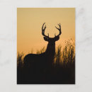 Search for odocoileus postcards Outdoor