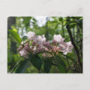 Search for mountain laurel flower postcards Forest