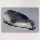 Search for seals puzzles Sea lion