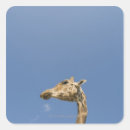 Search for giraffe head stickers Animal