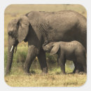Search for african elephant stickers Calf