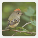 Search for backyard bird stickers Adam jones