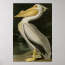 Search for audubon posters Lithograph