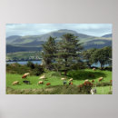 Search for dairy cow posters Agriculture