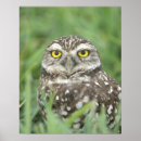 Search for owl portrait posters Usa
