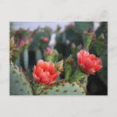 Search for desert flowers postcards Pink