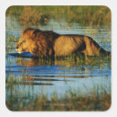 Search for okavango stickers Outdoors