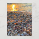 Search for seashell photography postcards Colourful