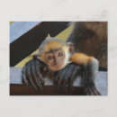 Search for cute baby monkey postcards Ape