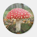 Search for toadstool magnets Red