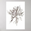 Search for seaweed posters Antique