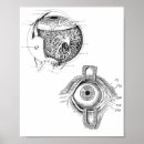 Search for anatomy posters Skeleton