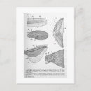 Search for evolution postcards Fish