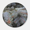 Search for fir magnets Nature