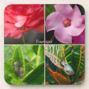 Search for frog coasters Cute
