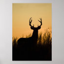 Search for odocoileus posters Outdoor