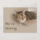 Search for calico invitations Kitty