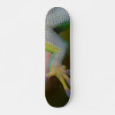Search for gecko skateboards Colourful