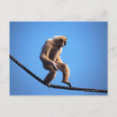 Search for blue monkey postcards Animal