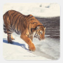 Search for siberian tiger stickers Majestic