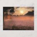 Search for autumn fog postcards Trees