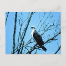 Search for ospreys postcards Animal
