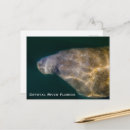 Search for florida manatee postcards Crystal river