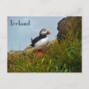 Search for puffin postcards Nature