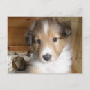Search for shetland sheepdog postcards Sable