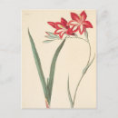 Search for gladiolus postcards Plant