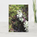 Search for log cards Forest